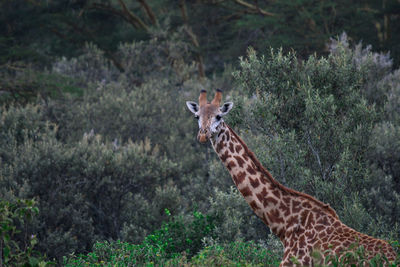 Side view of giraffe standing in forest