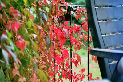 Close-up of multi colored tree