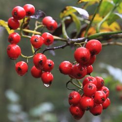 Close-up of red berries growing on tree
