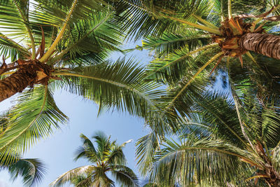 Low angle view of palm trees against sky