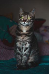 Portrait of tabby cat