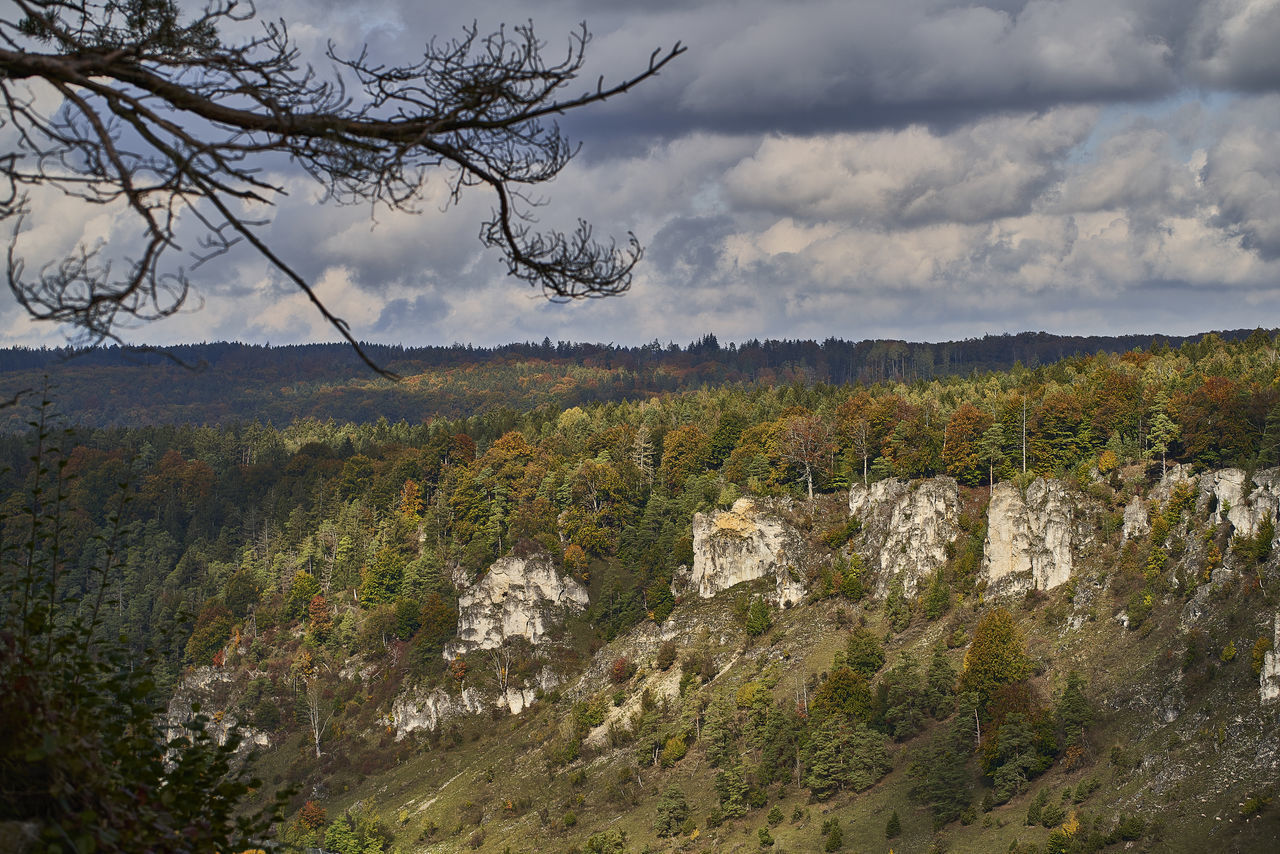 SCENIC VIEW OF LANDSCAPE