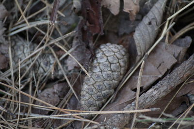 Close-up high angle view of lizard