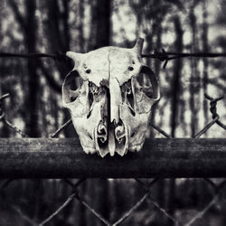 Close-up of animal skull
