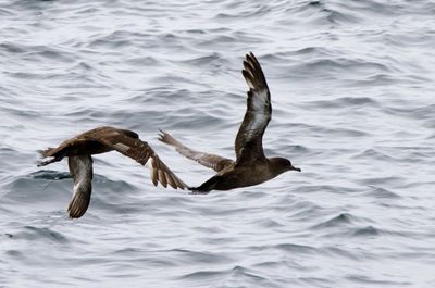 Duck swimming in lake