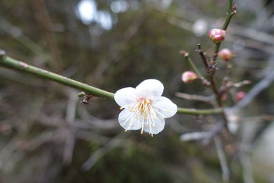 Close-up of white cherry blossom