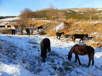 Horses on snow covered land