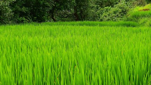 View of grassy field