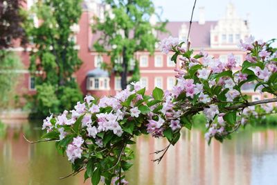 Pink flowering plants against building