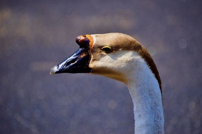 Close-up of a swan