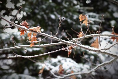 Close-up of frozen plant