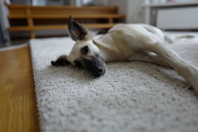 Close-up of whippet lying on rug