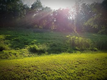 Scenic view of field in forest