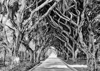 Empty road along trees