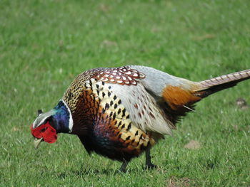 Close-up of bird eating grass on field