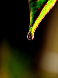 Close-up of green leaf