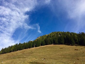 Low angle view of pine trees on mountain against blue sky