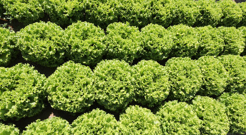 Background of green fresh lettuce on the field