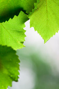 Close-up of leaves against blurred background