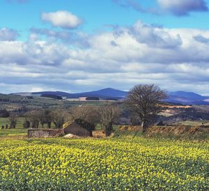 Scenic view of field against cloudy sky