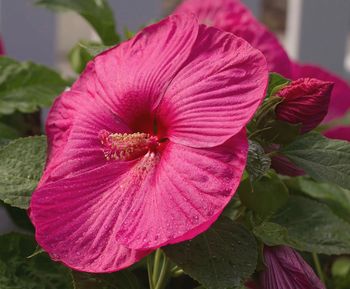 Close-up of pink hibiscus blooming outdoors