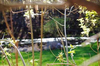 Close-up of plant against blurred background