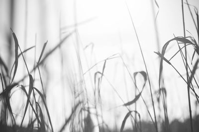 Close-up of wheat plants