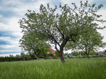 Tree on field against sky