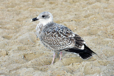 Close-up of seagull on rock