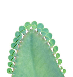 Close-up of green leaf against white background