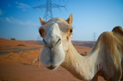 Camel funny face