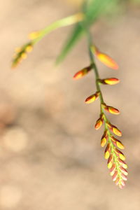 Close-up of plant growing outdoors