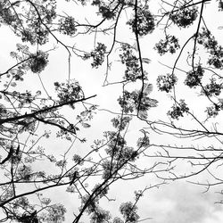 Low angle view of tree against sky