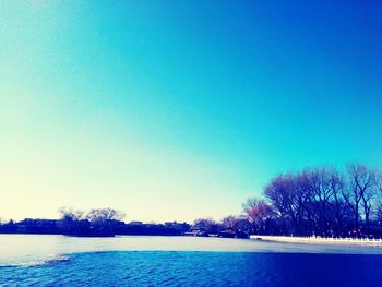 Bare trees against clear blue sky