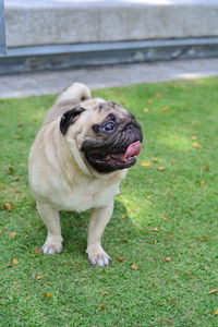 Portrait of dog standing in grass