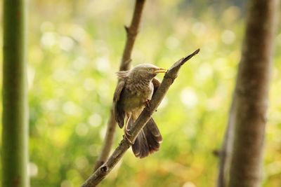 Bird perching on a tree