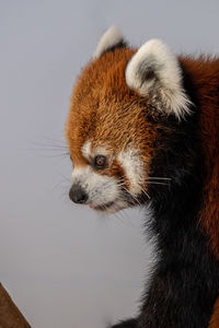 Close-up of red panda