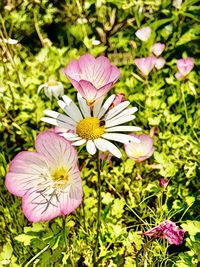 Close-up of pink flowering plants on field