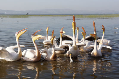 Great white pelicans on lake awassa, ethiopia, africa