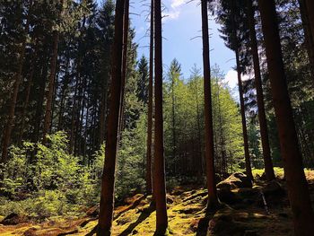 Trees growing in forest against sky