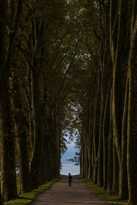 Man amidst trees in forest