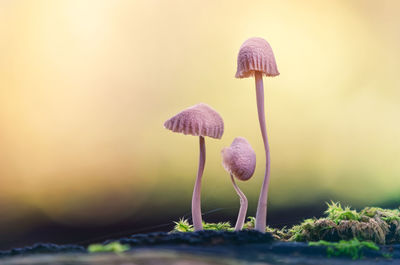 Close-up of mushroom growing on land