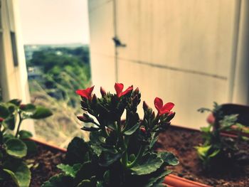 Close-up of flowers blooming outdoors