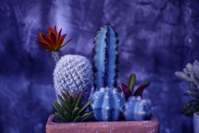 Close-up of potted cactus plant