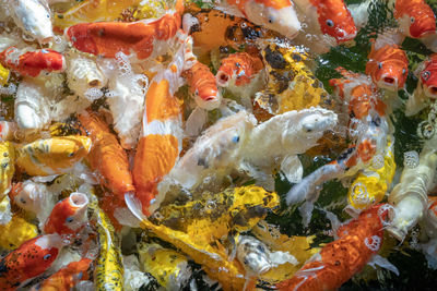 Close-up of koi carps swimming in sea