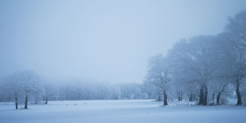 Trees on snow field against sky during winter