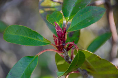 Close-up of red flower