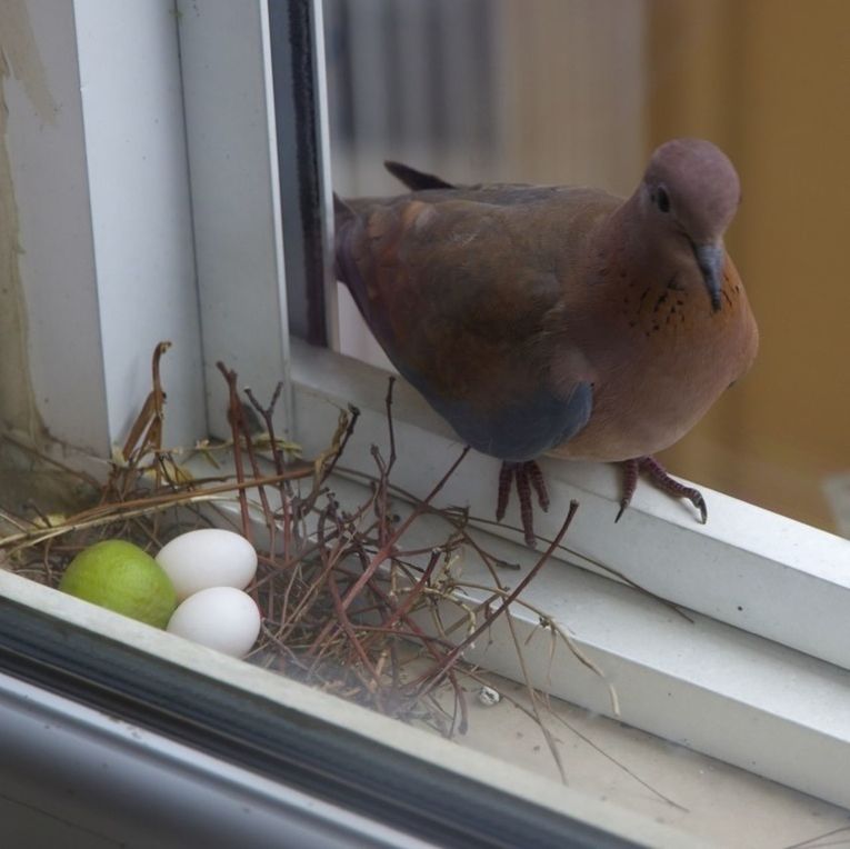 bird, animal themes, indoors, one animal, perching, animals in the wild, wildlife, focus on foreground, close-up, window, window sill, metal, railing, no people, cage, day, glass - material, pigeon, full length, two animals