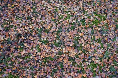 High angle view of autumn leaves on field