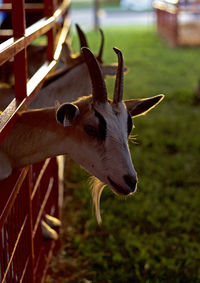 State fair petting zoo